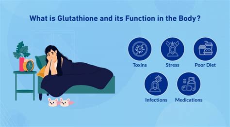 Glutathione: Body's Defender and Function Biom Probiotics