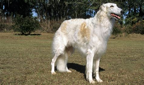 Borzoi Breed Information - Vetstreet | Vetstreet