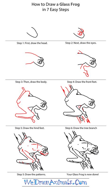 How to Draw a Glass Frog