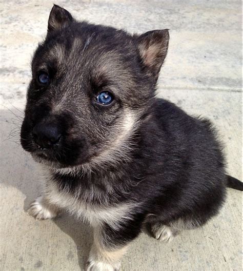 Pics Photos - Cute German Shepherd Husky Mix Puppies For Sale Steinbach Manitoba