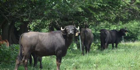 Miller’s Organic Farm: Fighting for Sustainability - The Lancaster Patriot