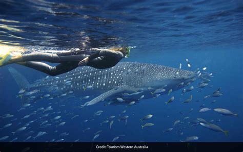 Swimming with Whale Sharks - Black Tie Travel