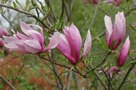 Magnolia liliiflora cv.