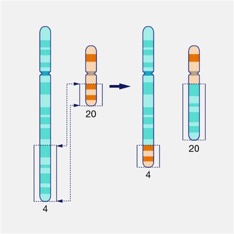 Translocation