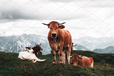 Mountain Cows | Animal Stock Photos ~ Creative Market