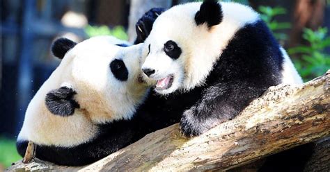 National Zoo launches "giant farewell" to its pandas, which leave this year