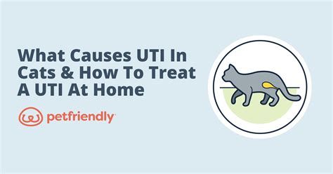 What Causes UTI in Cats & How to Treat a UTI at Home