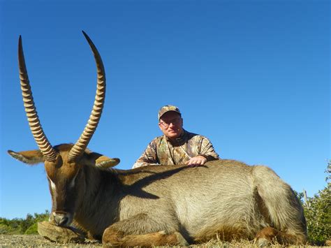 Waterbuck Pictures | AfricaHunting.com