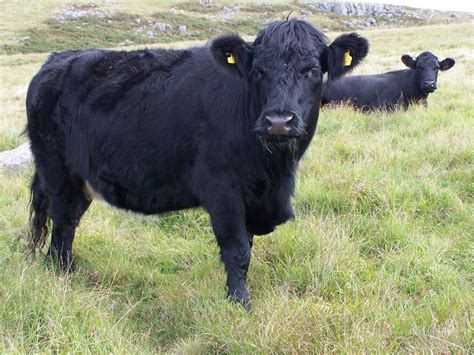 Top 10 Black Cattle Breeds: An Overview