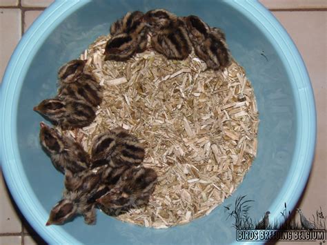 California valley quail chicks (Callipepla californica), born on 2019 ...