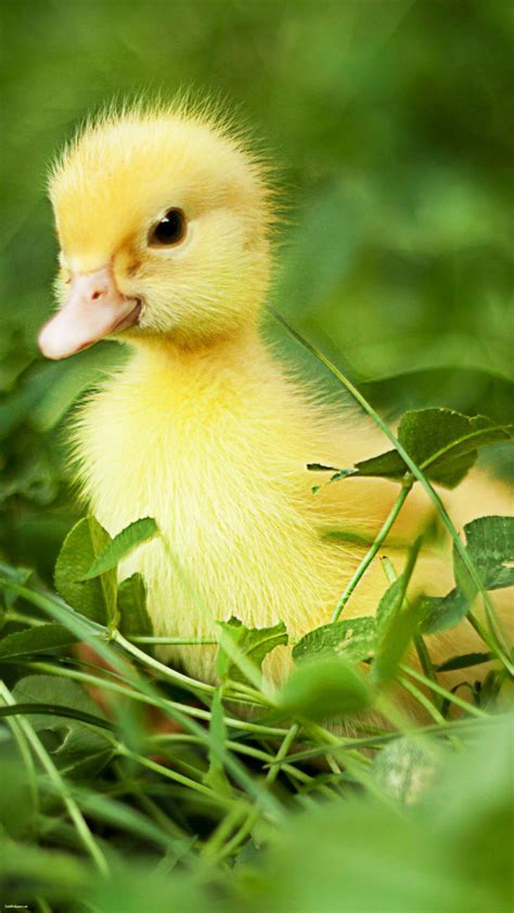 Cute Duck Wallpapers - Top Free Cute Duck Backgrounds - WallpaperAccess