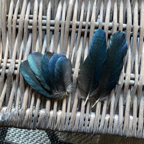 Small Blue Magpie Feathers ethically Sourced CHECK MY - Etsy