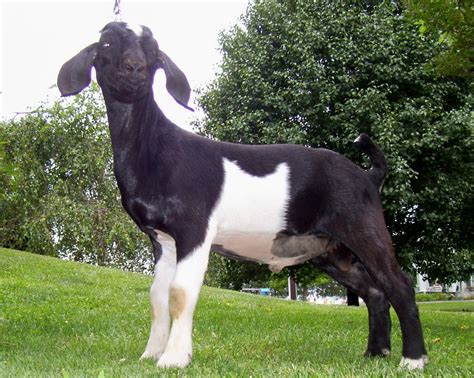 Black and white Boer Goat. (Boer Goats) FOR FURTHER INFO - http://dunway.us/boer_goats/index ...