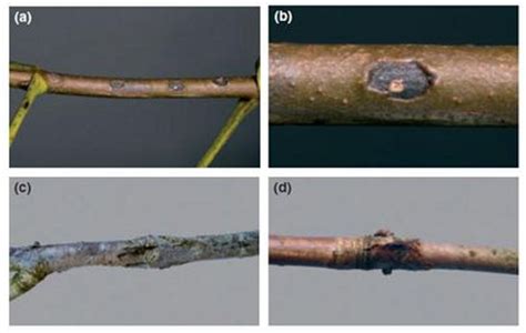 Bacterial nucleation in pseudomonas syringae - microbewiki