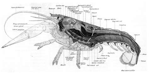 Lobster | Design sketch, Rud, Under the sea