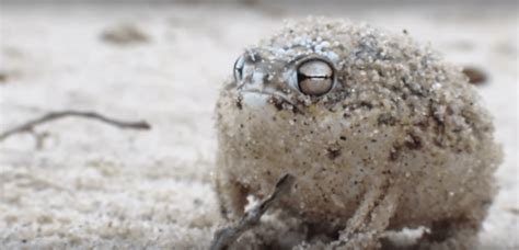 Desert Rain Frog: The Amphibian That Sounds Like A Dog's Chew Toy