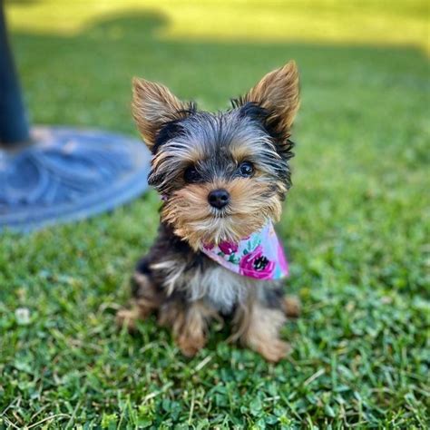 Definitive Guide to Yorkie Puppy Care • Yorkies Gram