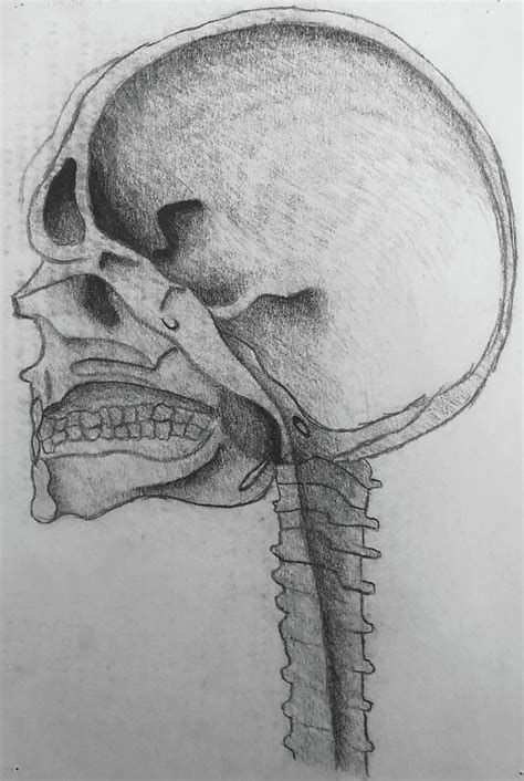 Skull and Spine Drawing by Dustine OLeary - Pixels