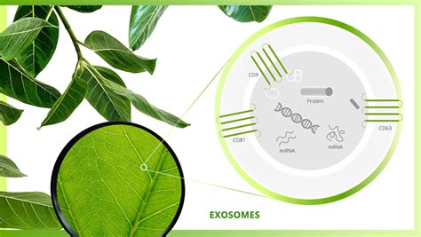 Plant Exosomes Power-Up Your Skincare - Change Your Energy