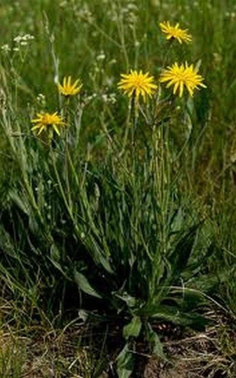 Black Salsify Seeds in 2021 | Seeds, Plants, Garden seeds