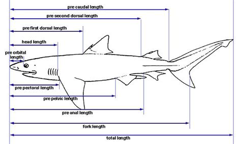 Shark Internal Diagram Showing The Evolution Of