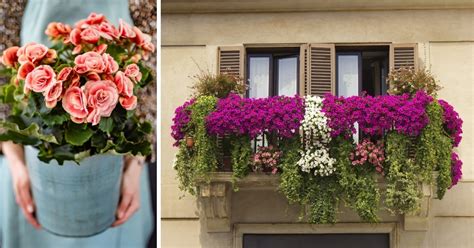 17 Beautiful Flowers for Small Balcony Gardens - Gardening