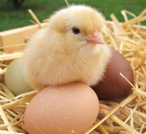 Autumn Chicks | Pet chickens, Baby chickens, Baby chicks