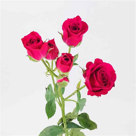 Spray Rose - Hot Pink - Wholesale Bulk Flowers - Cascade Floral