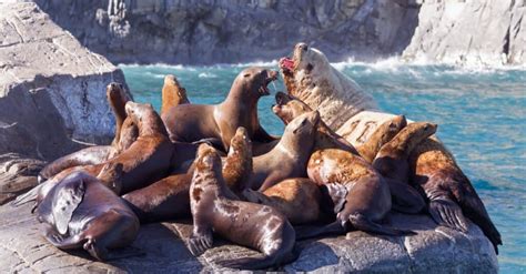 10 Incredible Sea Lion Facts - Wiki Point