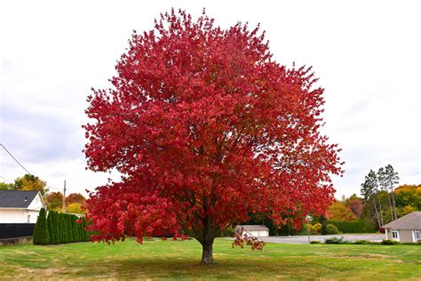 Red Maple (Acer rubrum) in Long Island Westbury Nassau County Jericho ...