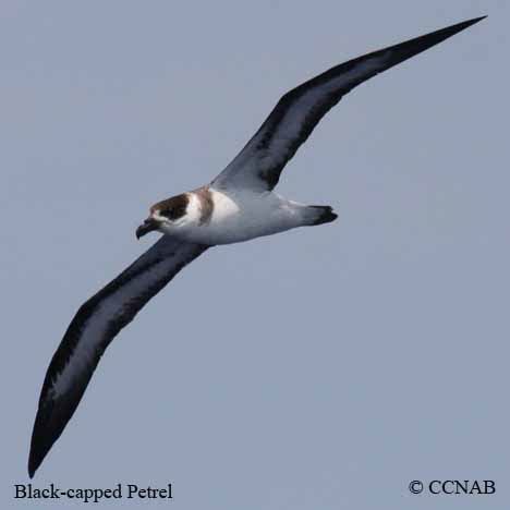 Black-capped Petrel (Pterodroma hasitata) - BCPE