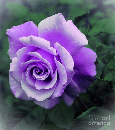 Pretty Lilac Rose Photograph by Barbara Griffin