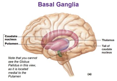 Basal Ganglia; Basal Nuclei; Claustrum; Ganglia, Basal; Ventral Striatum