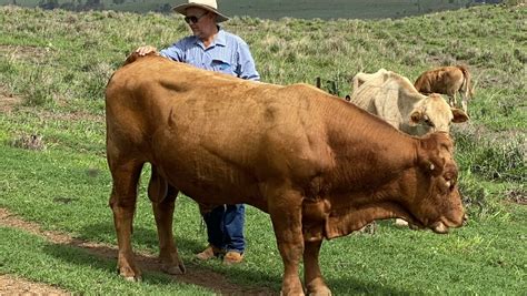 Gelbvieh bulls are proving their worthiness in tough times | Queensland ...