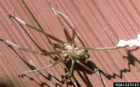 southern house spider - Kukulcania hibernalis Hentz