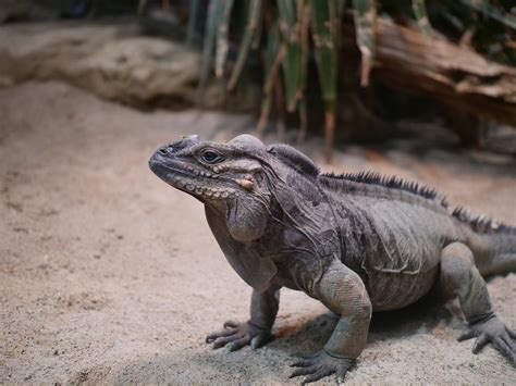 Rhino Iguana Facts, Habitat, Lifespan, Diet, with Picture