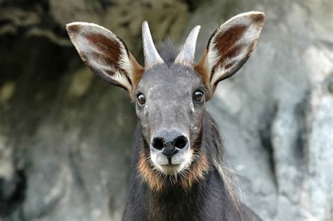 A Himalayan serow has been sighted for the first time in the Himalayan cold desert region. The ...