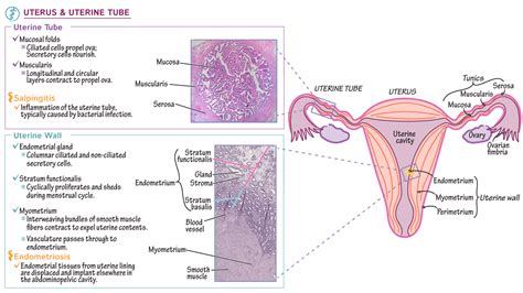 Histology Fundamentals: Uterus and Uterine Tube Histology | ditki medical & biological sciences