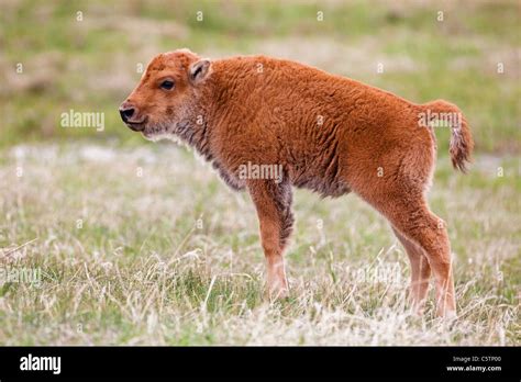 USA, Yellowstone Park, American bison (Bison bison), calf Stock Photo ...