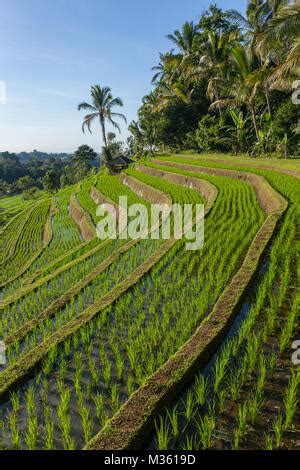 Beautiful Jatiluwih Rice Terraces in Bali, Indonesia Stock Photo - Alamy