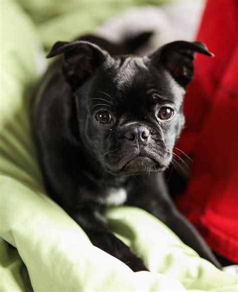 Frug Dog Breed Health, Temperament, Training, Feeding and Puppies - PetGuide | PetGuide