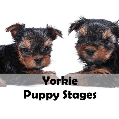 Yorkie Puppy Stages - 6 Adorable Phases