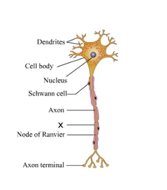 Draw and label the diagram of the nerve cell