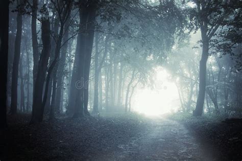 Path To Light Through A Dark Forest At Night Stock Photo - Image of horror, code: 20815244