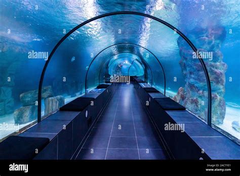 Fish Blue Aquarium underwater tunnel Stock Photo - Alamy