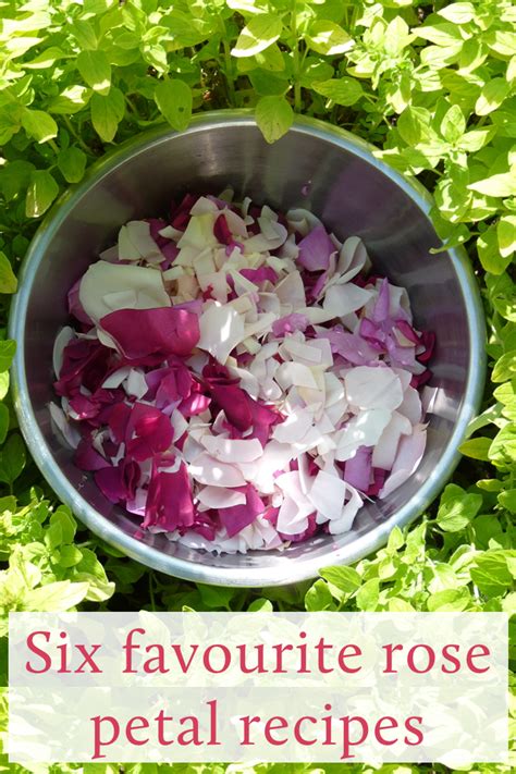 Rose petal recipes. Cordial, desserts, fresh cheese, gin using fresh ...