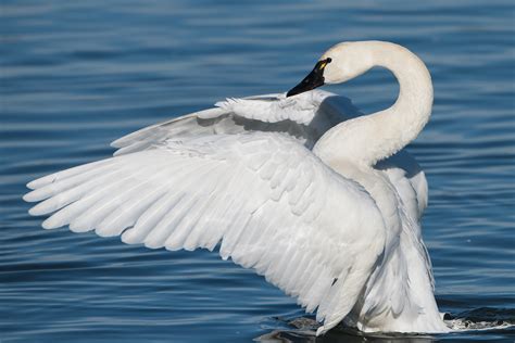 Tundra Swan | Audubon Field Guide