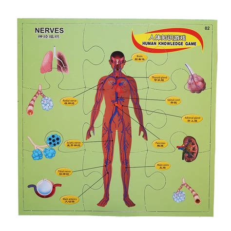 Human Anatomy Intelligent Game Puzzle Kids Toys Children Gifts Plastic Development 3D Flat Body ...