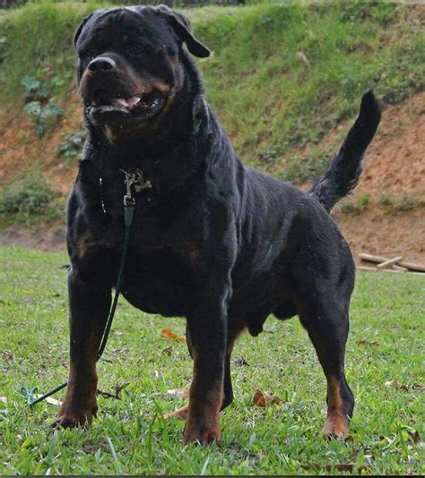 Rott strong | Rottweiler dog, Rottweiler, Dogs