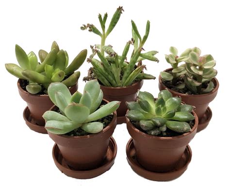 Mini Succulent Collection - Fairy Gardens/Terrarium - 5 Plants 1" pots + Saucers - Walmart.com